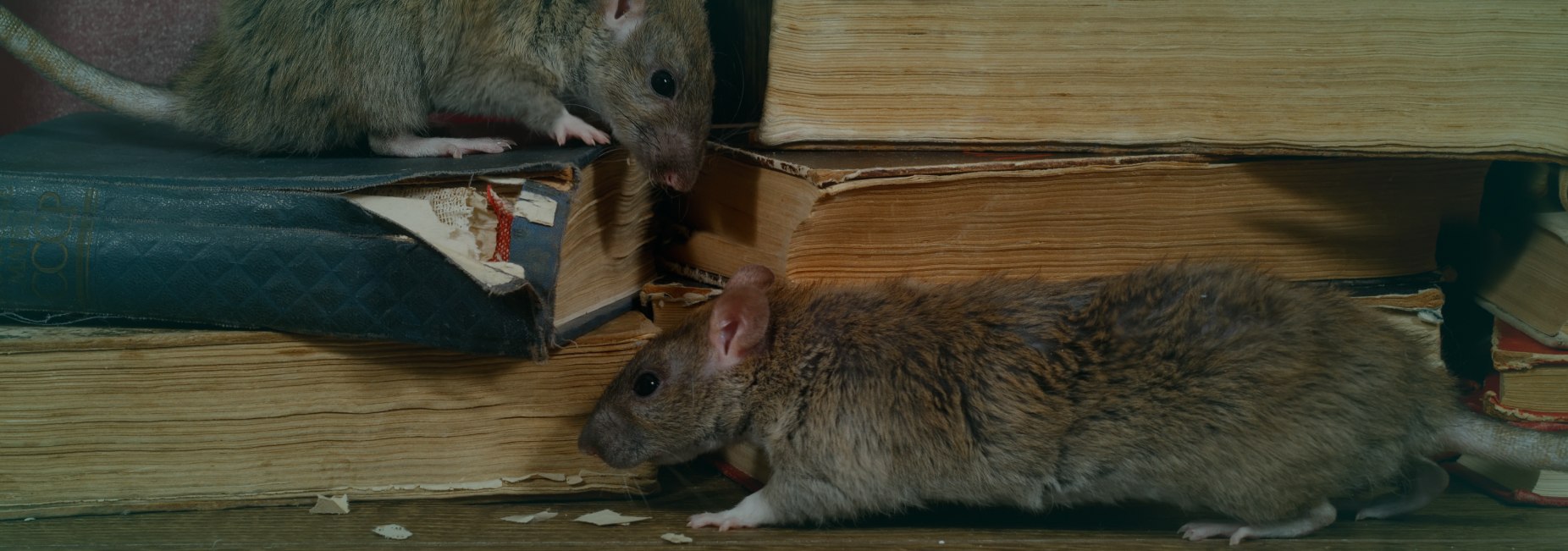 Close up two rat climbs old books surfside beach sc