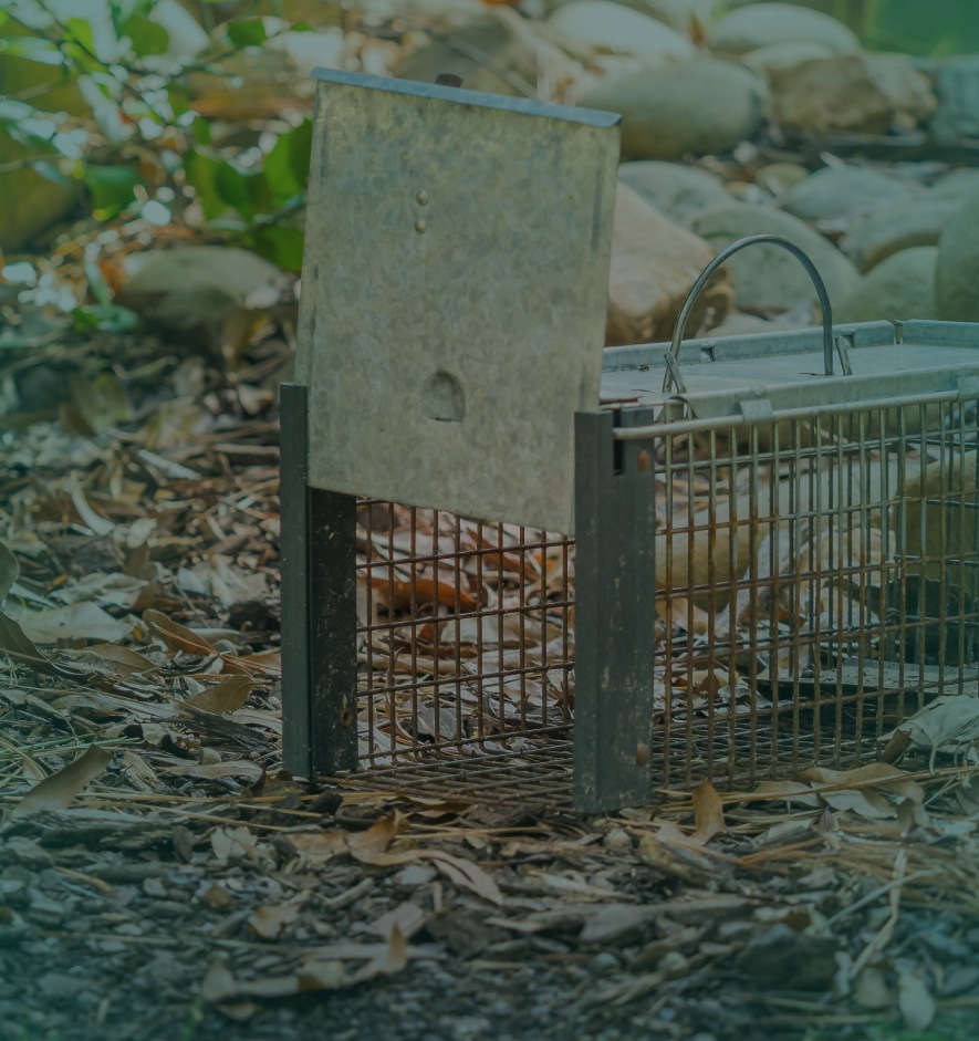 Pest and rodent removal cage surfside beach sc