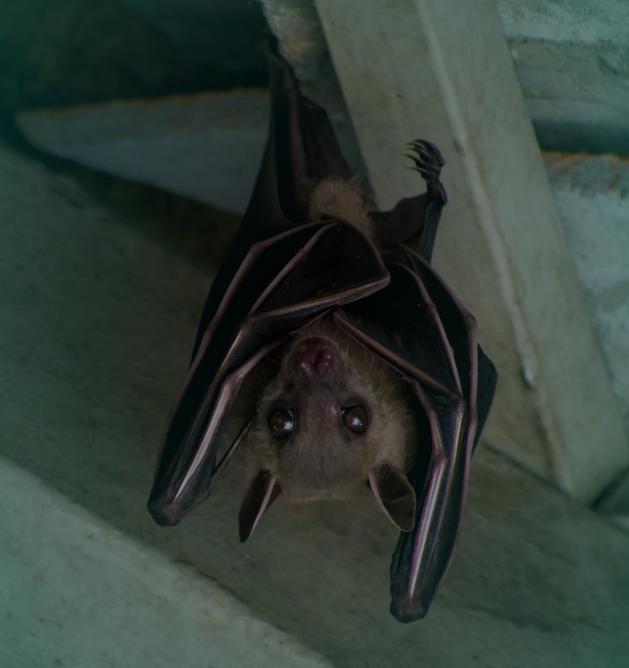 a brown bat is hanging on the ceiling surfside beach sc