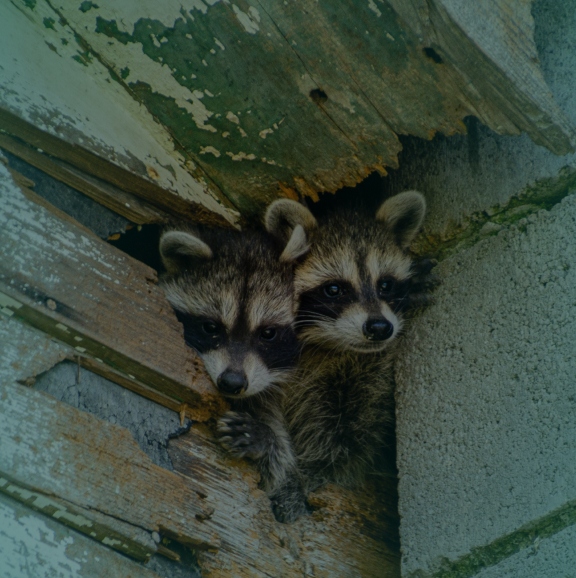 baby raccoons climb out of hole in old building surfside beach sc