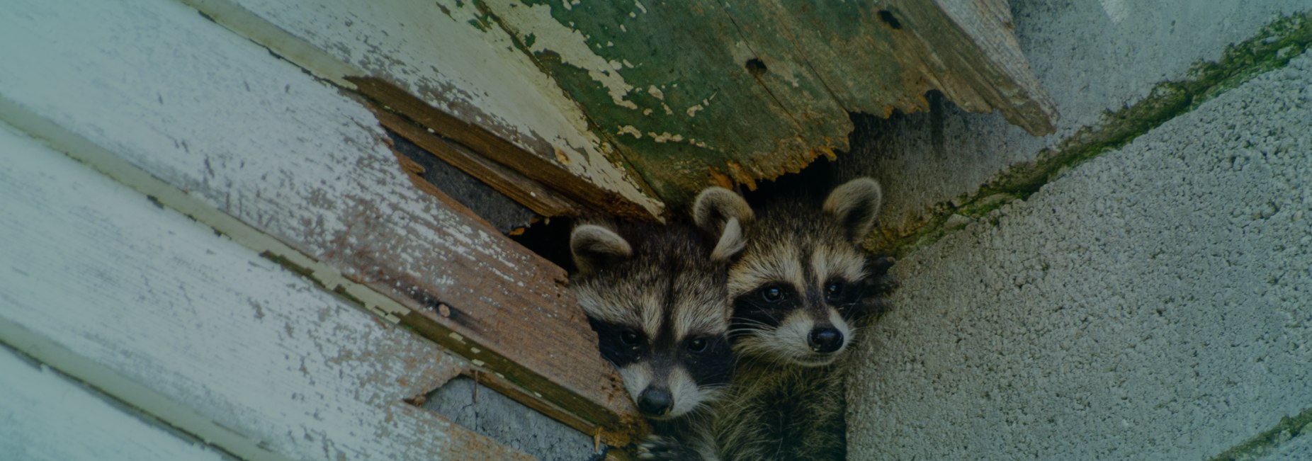 baby raccoons climb out of hole old building surfside beach sc