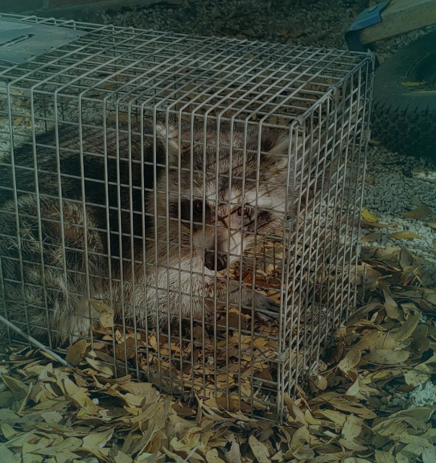 raccoon on a humane cage for relocation surfside beach sc